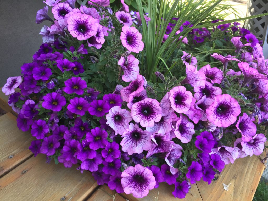 Purple Petunia-Calibrocha Planter