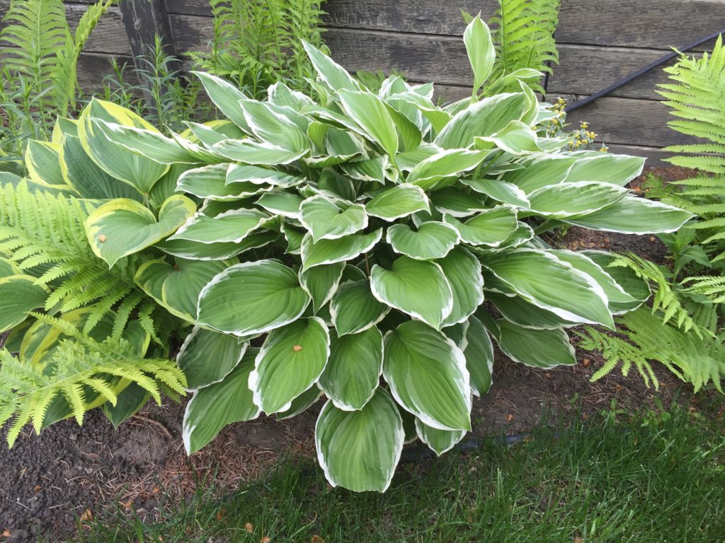 Hostas & ferns