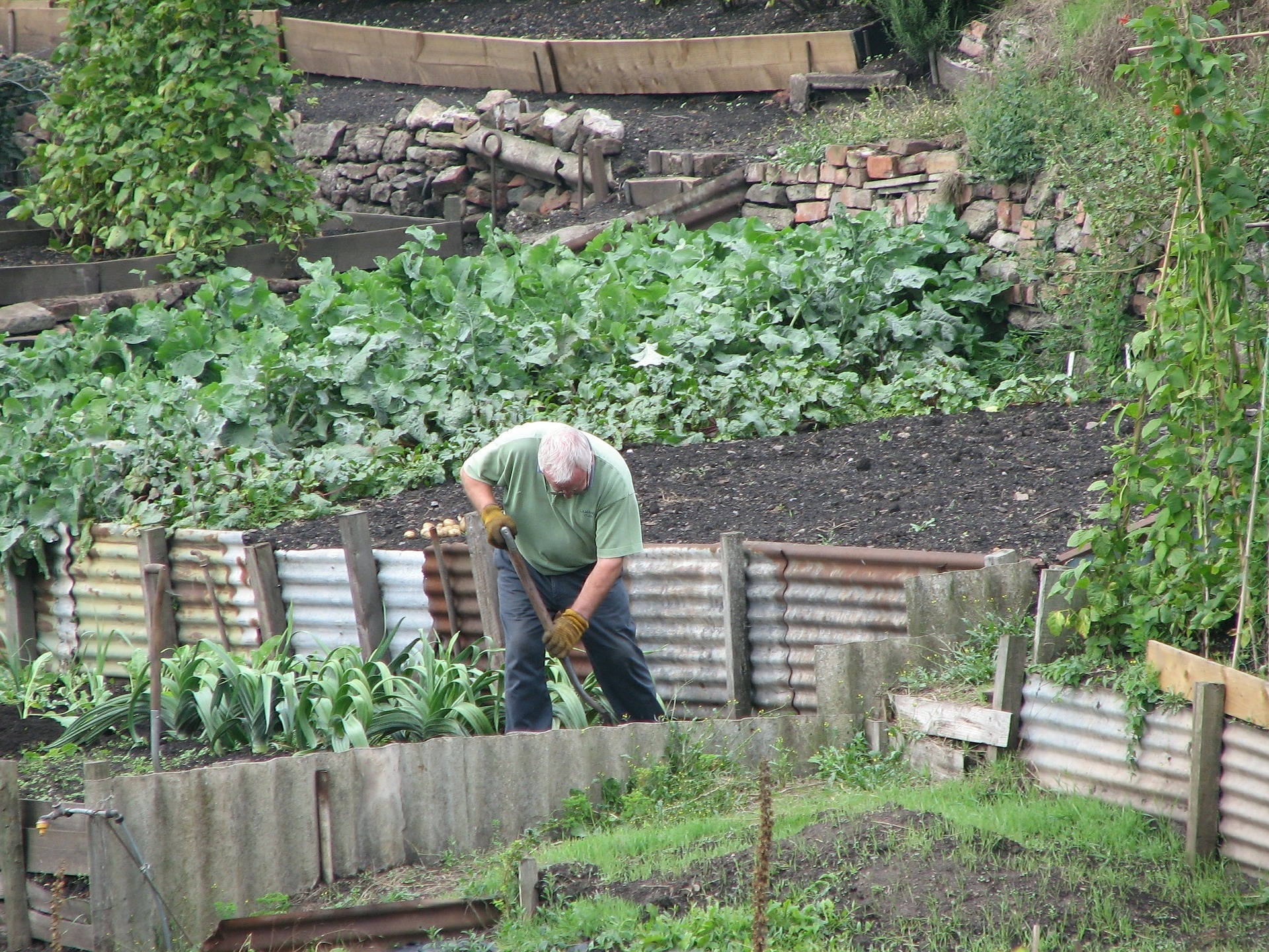 Man gardening