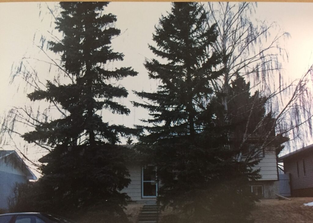 Colorado spruce