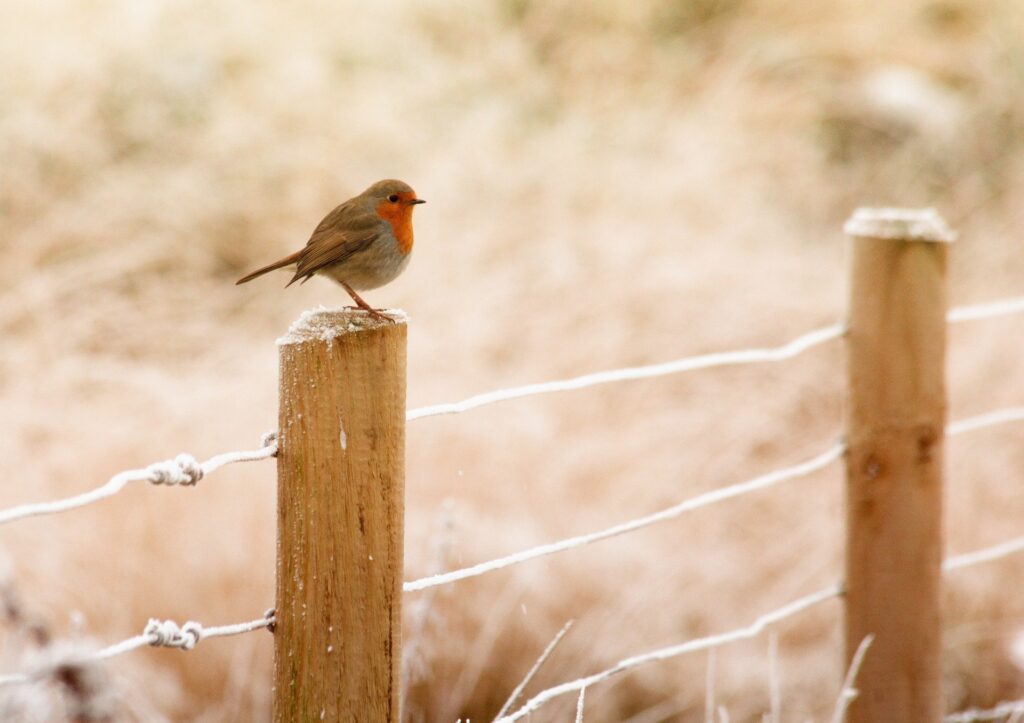 Bird on a fence post in winter