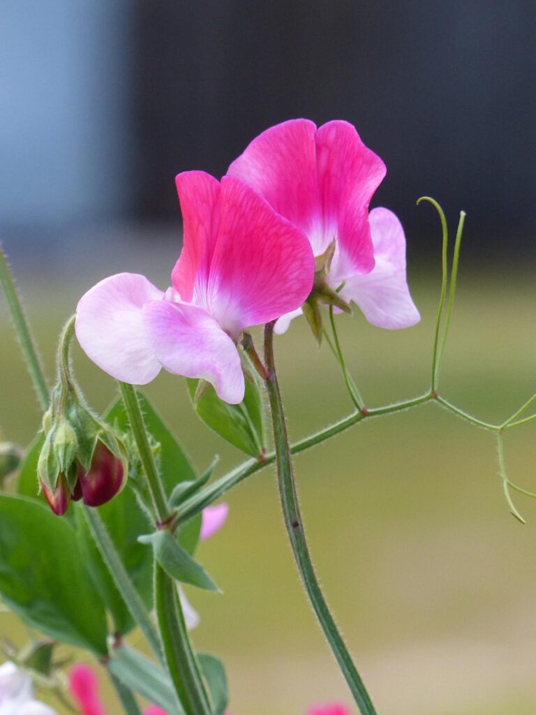 pink sweet pea bloom
