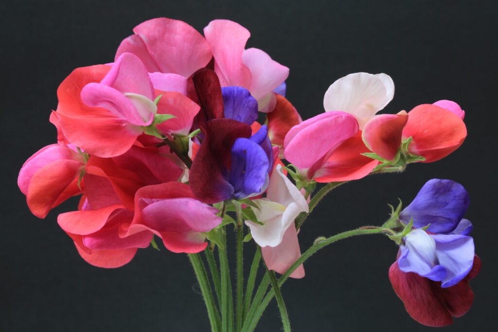 sweet pea posie