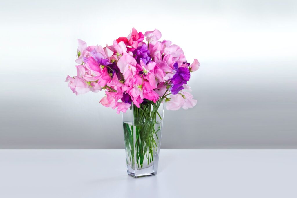 Cut sweet peas in vase